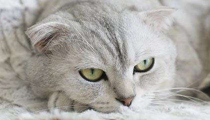 意华股份：合理规划光模块产能布局