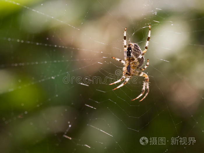 欧洲蜘蛛(欧洲毒蜘蛛) 欧洲蜘蛛(欧洲毒蜘蛛)